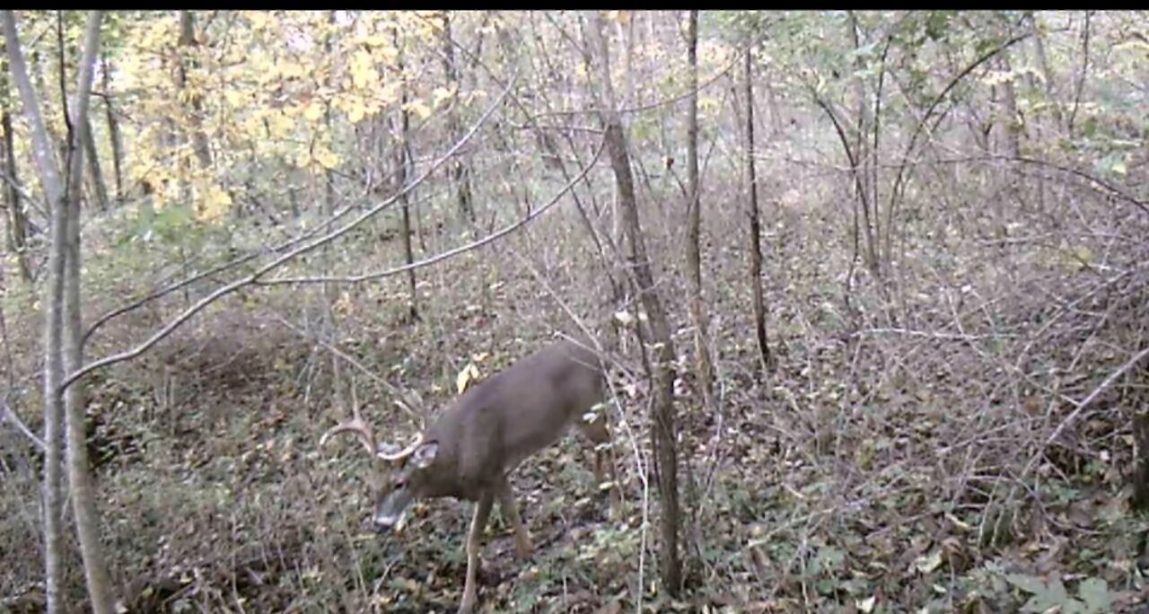 Nice buck