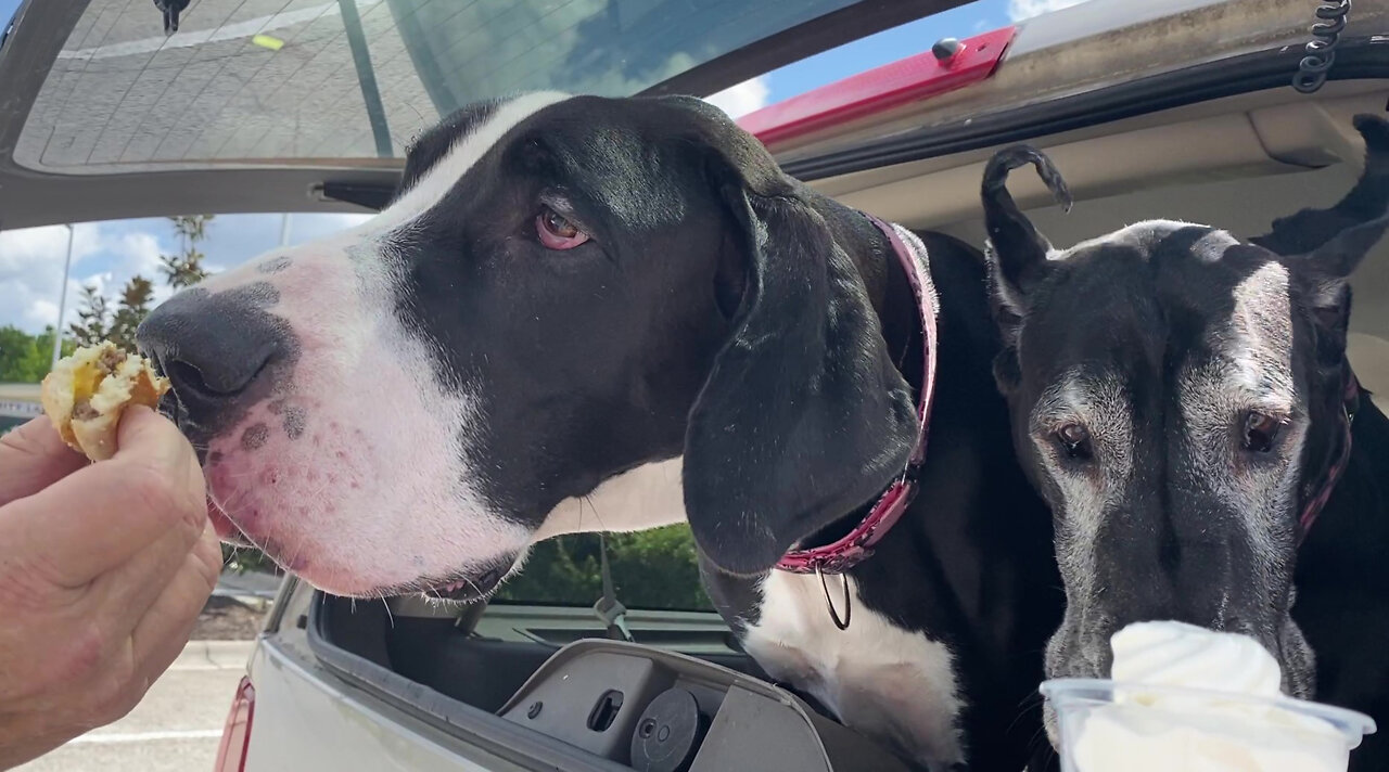 Funny Great Danes Love Cheeseburger & Ice Cream Car Rides