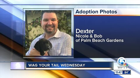 Wag Your Tail Wednesday