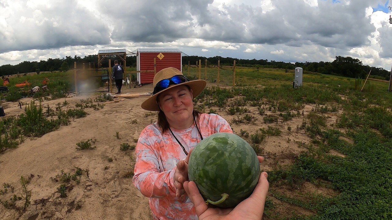 Wild Citron Melon Discovery: Feeding Our Chickens a Unique Treat