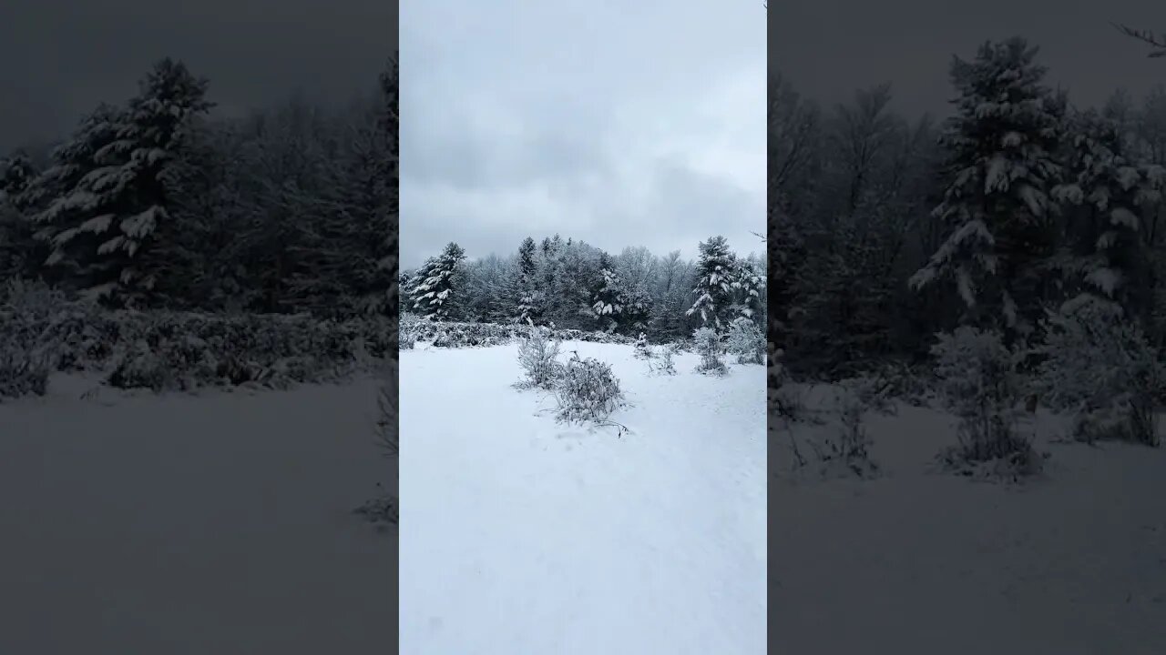 Morning walk fresh snow #centralpennsylvania #pennsylvania