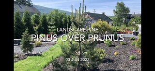 Pinus Over Prunus