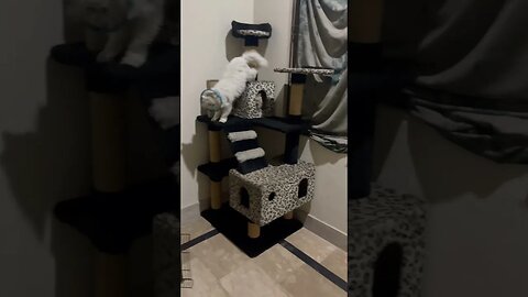 #cute #Cat voice #Cat videos #Cat videos on you tube #Cat videos funny #Cat videos youtube shorts