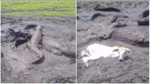 ブラジルの干ばつの動物への影響