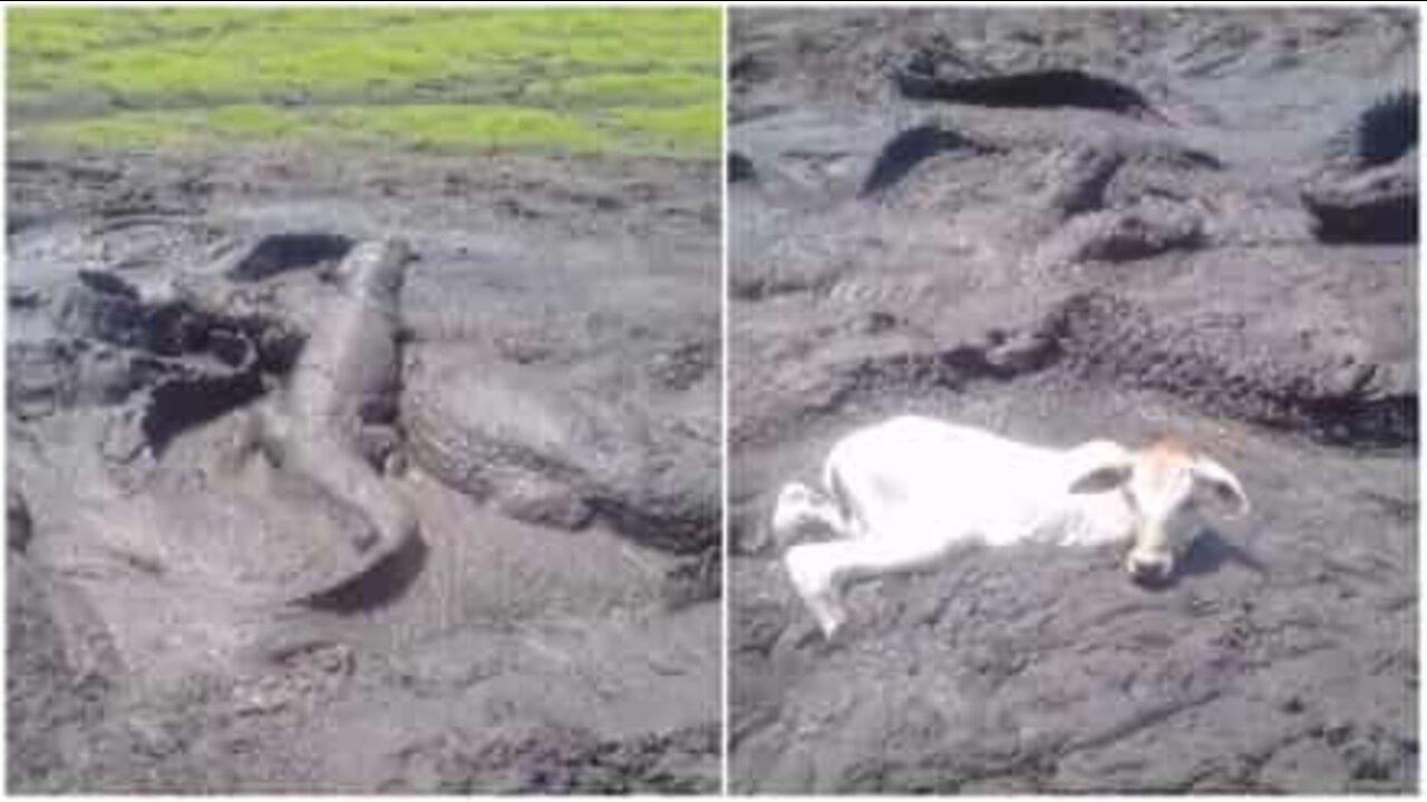 ブラジルの干ばつの動物への影響