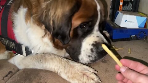 Donald J Trump now thinks I have to feed him by hand. Spoiled or just living up to his name?