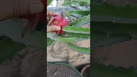 yh kante vala podha lgaoge to ghar pr dragon fruit oogega