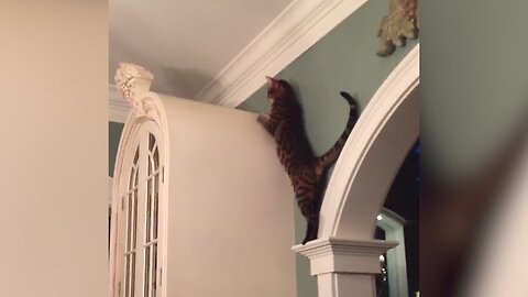 Parkour Pets