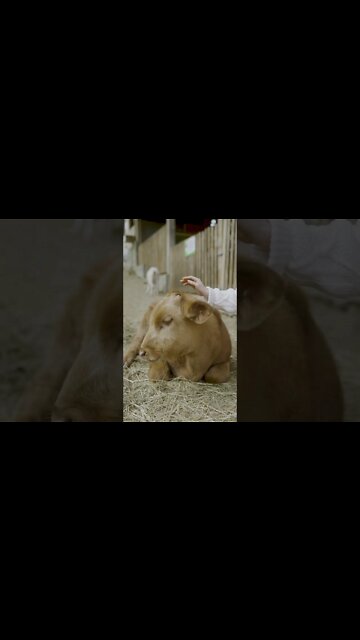 #Shorts #Animal #Cute #Calf #Peace #Love #Care