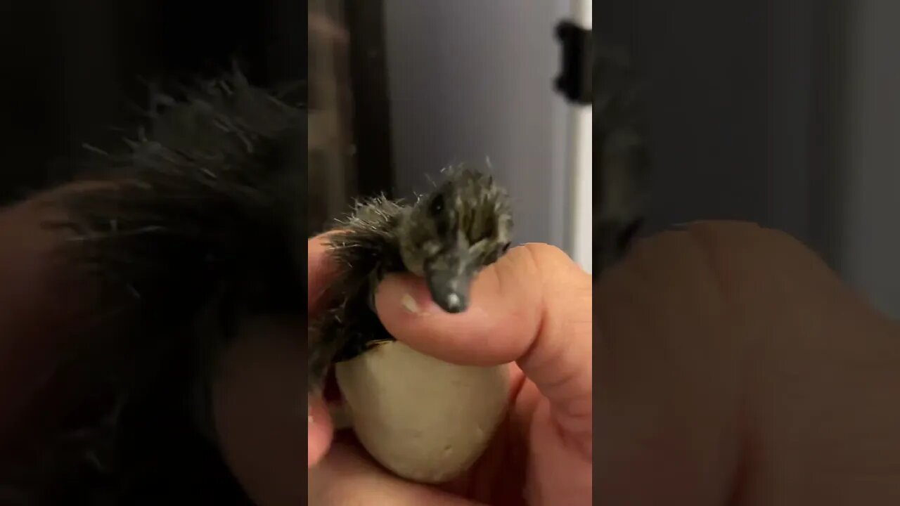 Black east indie hatched! Yay!