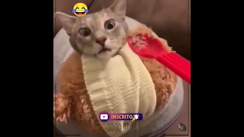 Funny Cats 2021 funny video