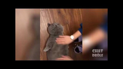 Essayer De Ne Pas Rire - Vidéos Drôles de Chats