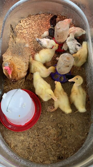 Duckling and Chicks Time