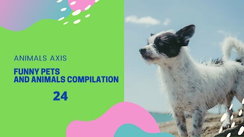 Funny Pets And Animals Compilation 24