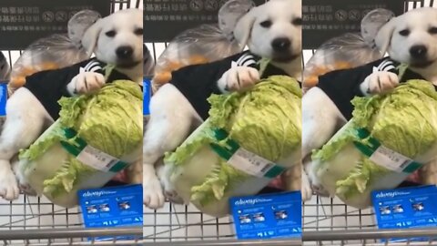 Dog having breakfast in super market