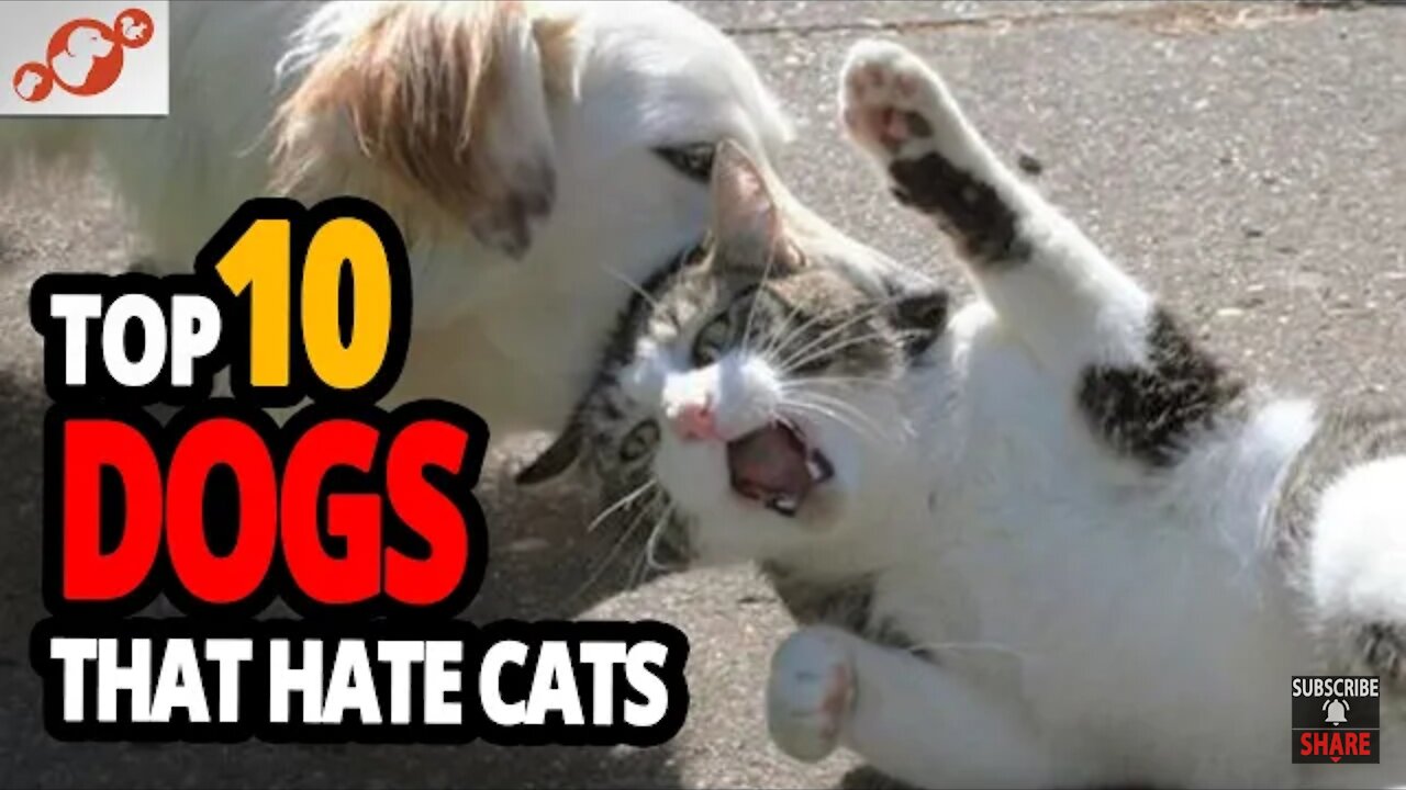 Top 10 dog breeds that hate cats