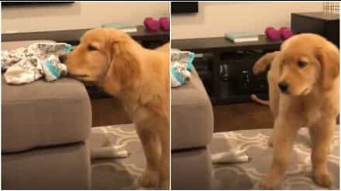 This golden retriever is obsessed with a pair of socks!