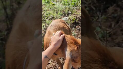 #goats #farm #shorts