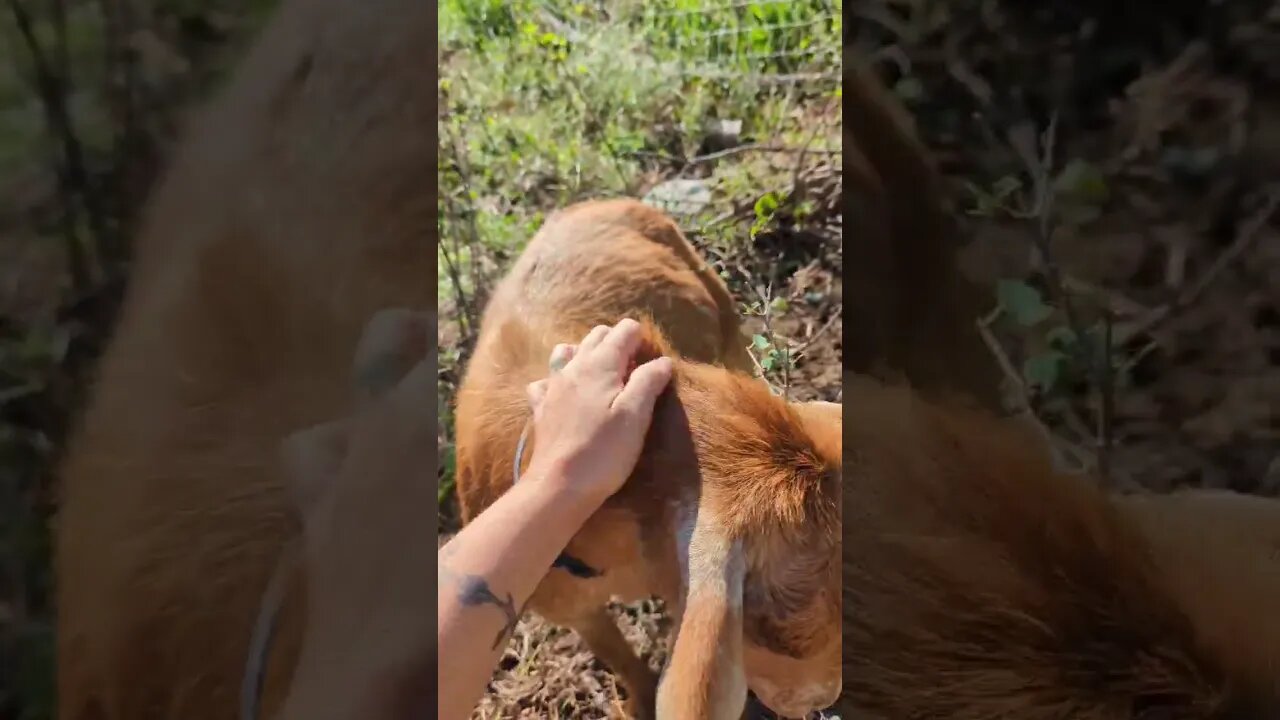 #goats #farm #shorts