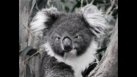 5 things about koalas - they're awesome 03