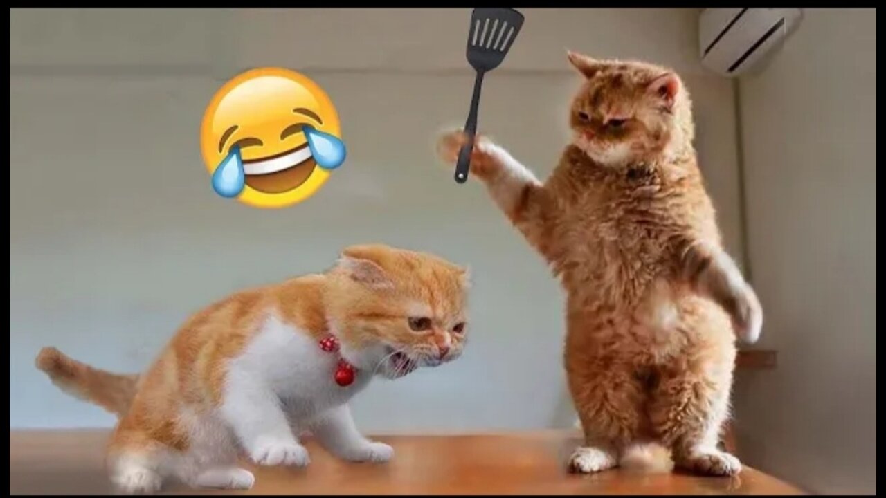 Best Animals funny video 😃😃😃