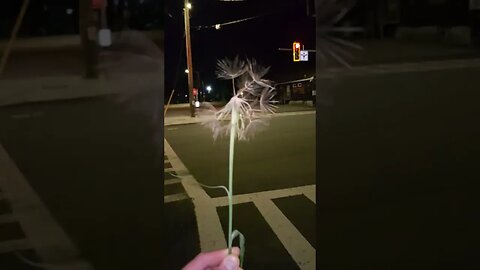 The weed that wants to reproduce itself by spreading its seed by utilizing wind.