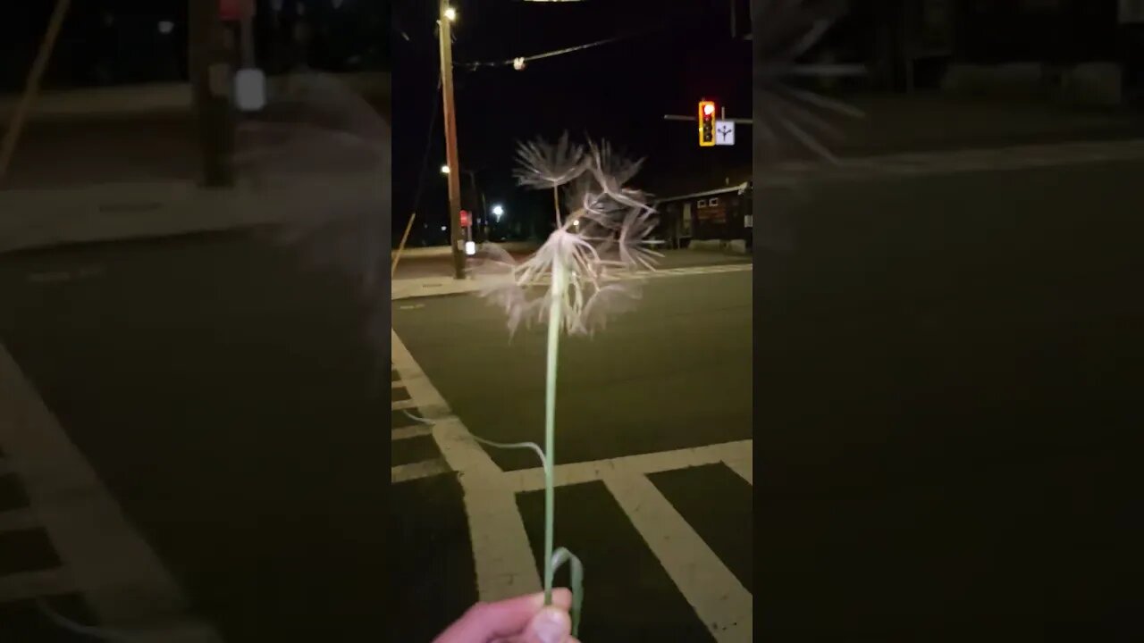 The weed that wants to reproduce itself by spreading its seed by utilizing wind.