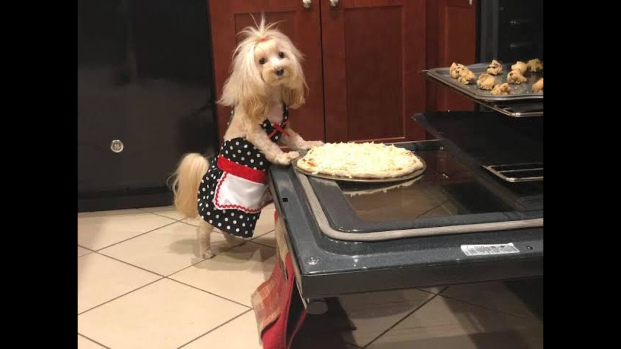 Best cooking dog Fun