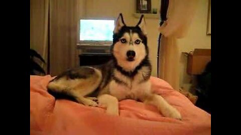 Husky Dog Talking - " I love you "