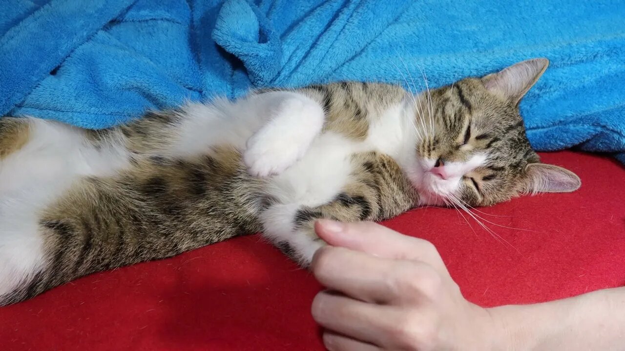 Cat Watches TV with Me