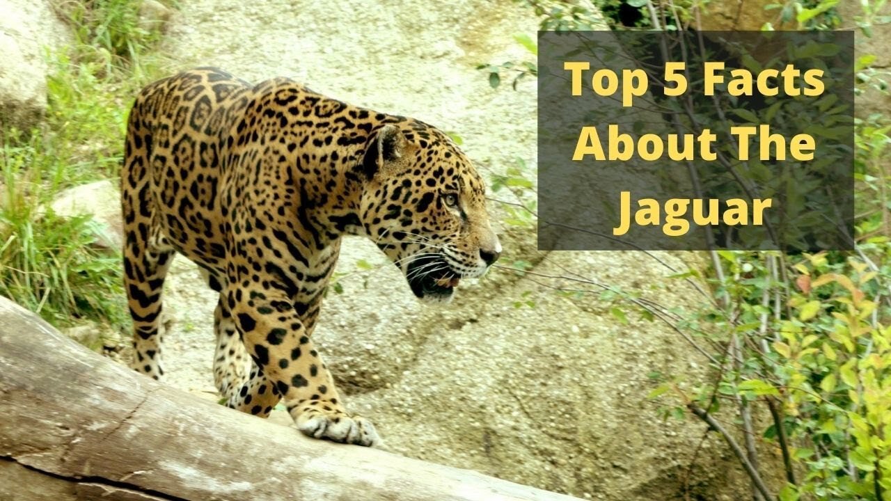 Top 5 facts about jaguars