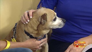 5 Things Your Dog Trainer Wishes You Knew
