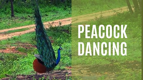 A Peacock dancing