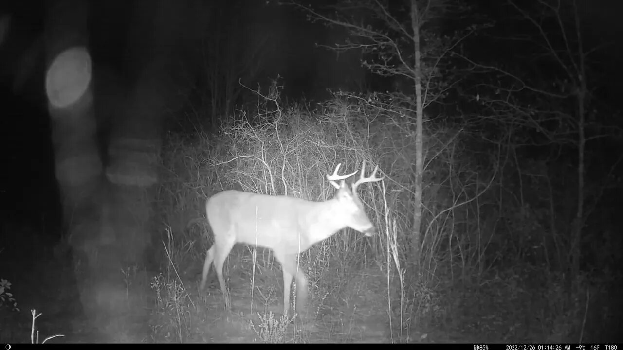 December trailcam compilation, group of four does