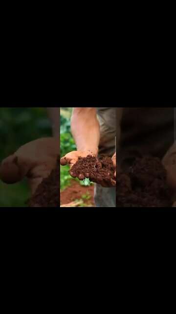 Massachusetts to South Carolina Homestead