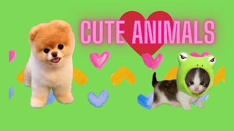 Cute Animals Cats and Dogs cute #01