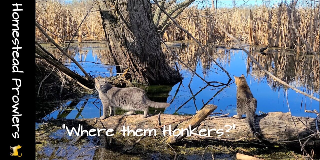 Homestead Cats, Wildlife and the Marsh of Wisconsin