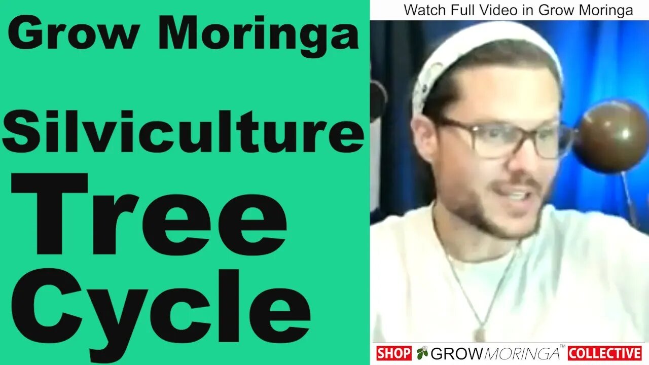 Moringa Tree Lifespan & Farming Orchard Techniques | Crop Rotation & Transporting Trees from Ground