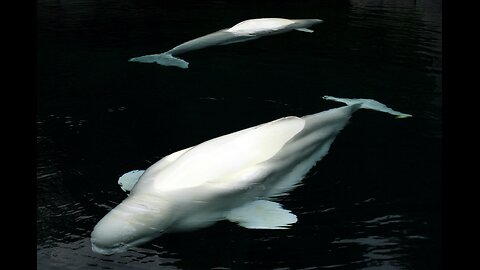 Beluga whale kisses the kids