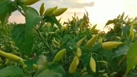 very fertile chili