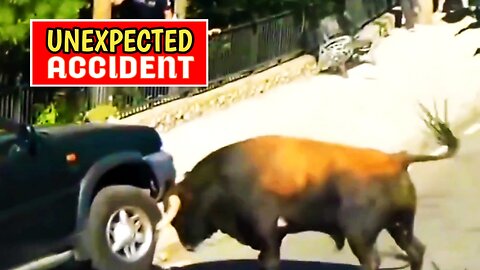 Unexpected Wild Animals Attack _ Wild Animals Accident With Running Cars |