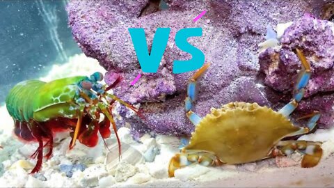 GIANT BLUE CRAB vs GIANT MANTIS SHRIMP!