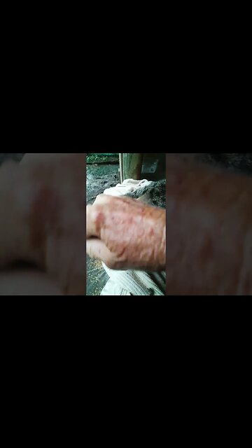 Good morning Skippy in the chicken pen