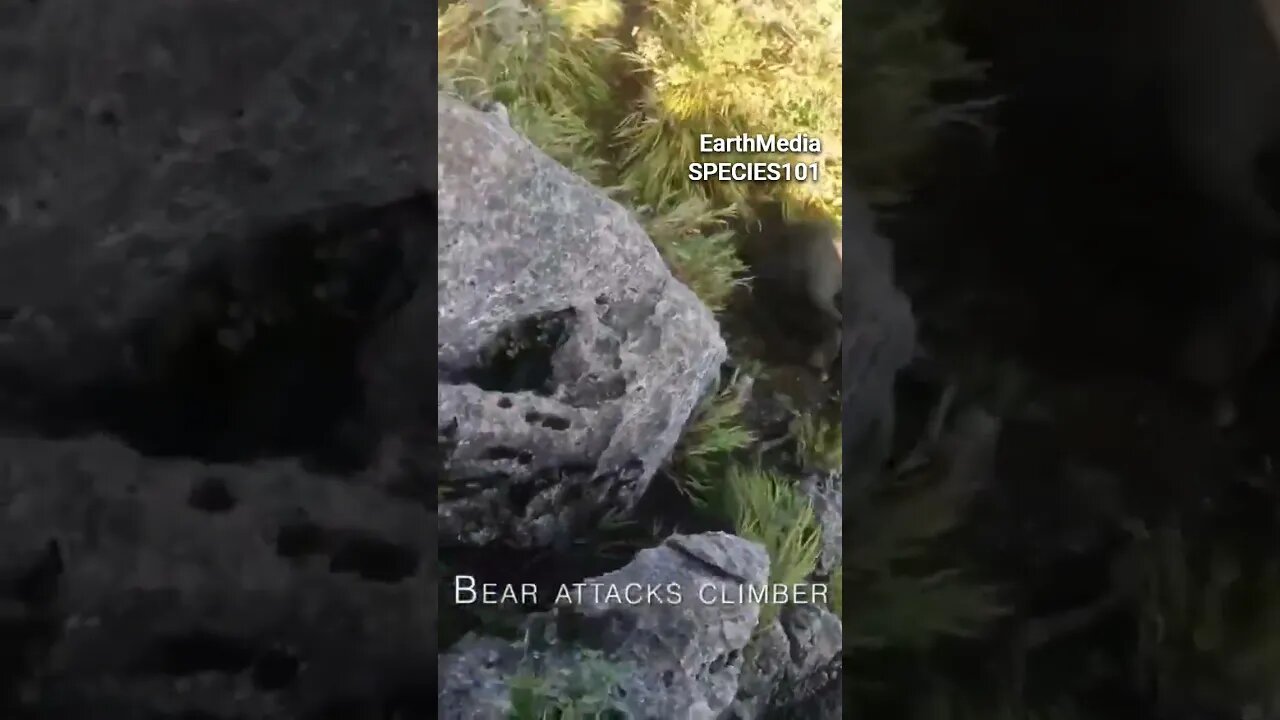 Why You Need a Bear Spray When You Are Hiking. Feat. Joe Rogan