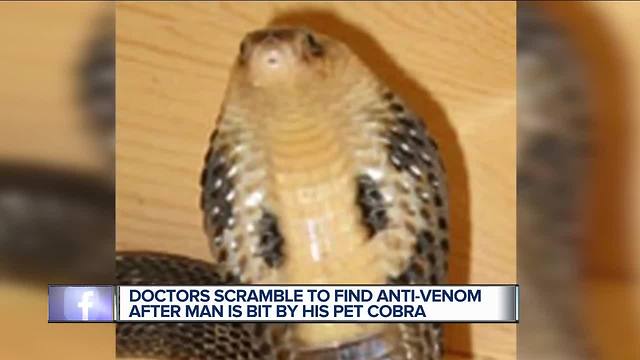 Michigan man bitten by pet cobra given 28 vials of antivenom