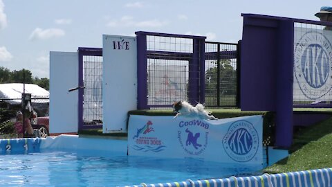 CoolWag Diving Dogs - 2021 Qualifier, Splash #9