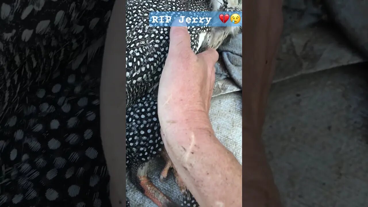 Jerry with the fat toe died 💔 😢😭#guineafowl #freerange
