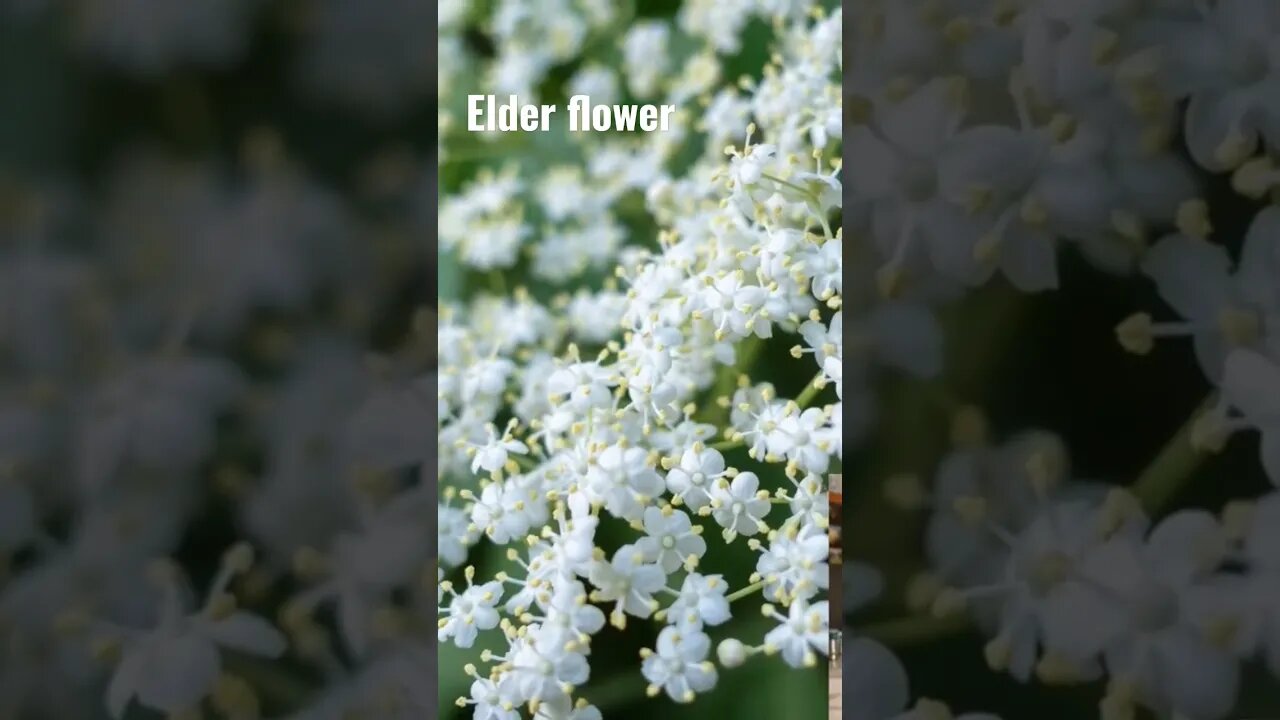 Elder Flower Tea | Diaphoretic Herbs for FEVER