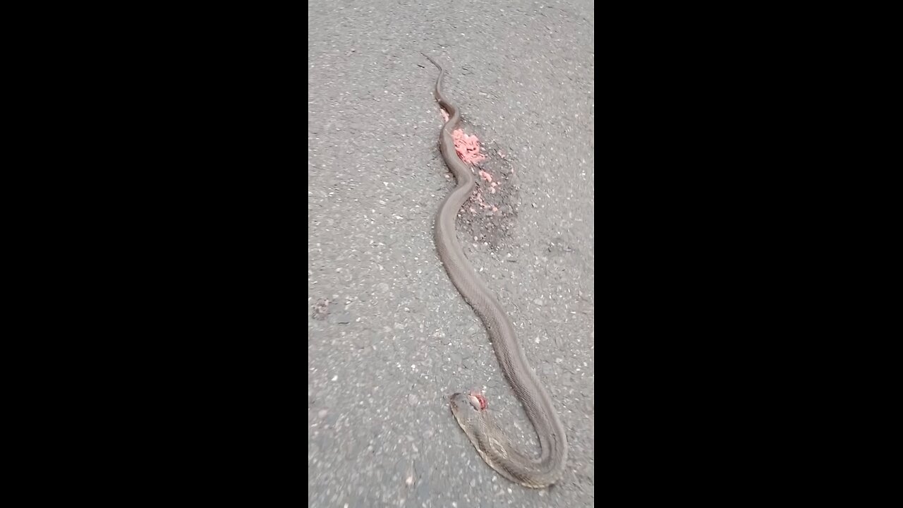 Cobra roadkill