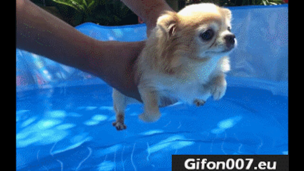 Cutedogsairswimming